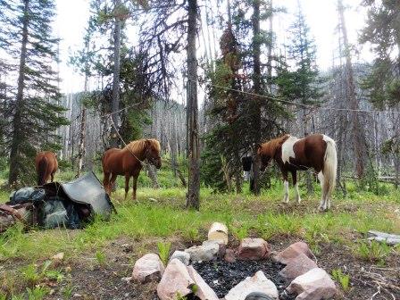 Horses highlined